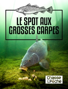 Chasse et pêche - Le spot aux grosses carpes