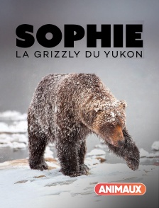 Animaux - Sophie, la grizzly du Yukon
