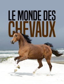 Le monde des chevaux