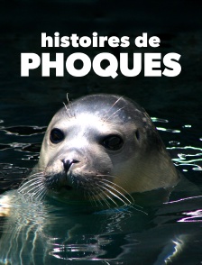 Histoires de phoques : entre terre et mer