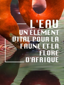L'eau, un élément vital pour la faune et la flore d'Afrique