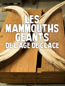Les mammouths géants de l'âge de glace