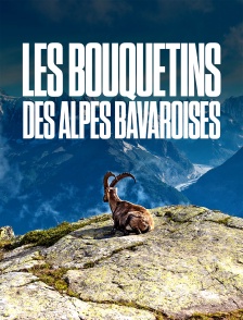 Les bouquetins des Alpes bavaroises