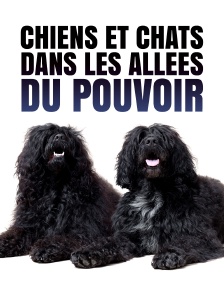 Chiens et chats dans les allées du pouvoir