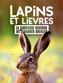 Lapins et lièvres : La fabuleuse histoire des grandes oreilles
