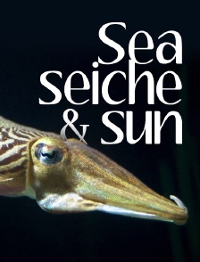 Sea seiche and sun