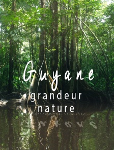 Guyane, grandeur nature