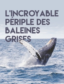 L'incroyable périple des baleines grises