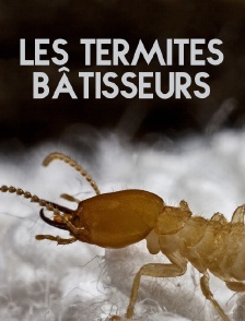 Les termites bâtisseurs