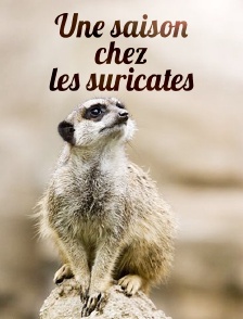 Une saison chez les suricates