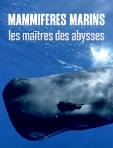 Mammifères marins, les maîtres des abysses