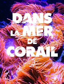 Dans la mer de corail