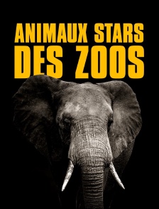 Animaux stars des zoos