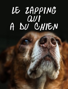Le zapping qui a du chien