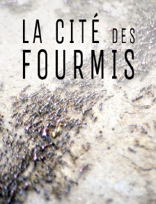 La cité des fourmis *2010