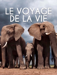 Le voyage de la vie