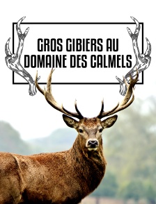 Gros gibiers au domaine des Calmels