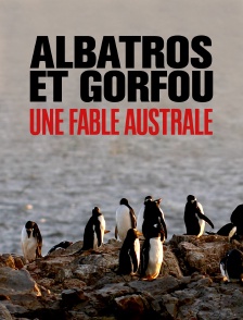Albatros et gorfou : une fable australe