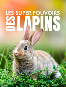 Les super pouvoirs des lapins