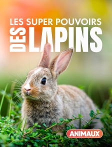 Les super pouvoirs des lapins