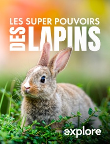 EXPLORE - Les super pouvoirs des lapins