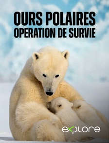 EXPLORE - Ours polaires, opération de survie en replay