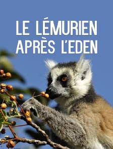 Le lémurien après l'eden