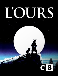 C8 - L'ours