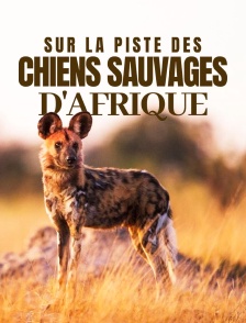 Sur la piste des chiens sauvages d'Afrique