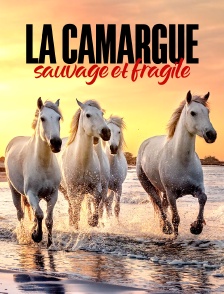 La Camargue : sauvage et fragile