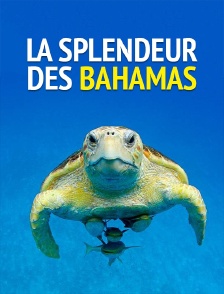 La splendeur des Bahamas