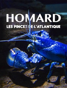 Homard : les pinces de l'Atlantique