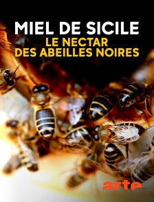 Miel de Sicile, le nectar des abeilles noires