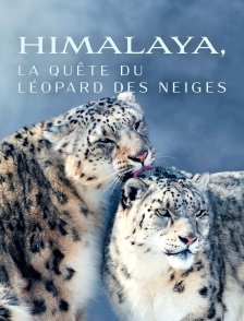 Himalaya, la quête du léopard des neiges