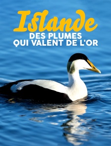 Islande, des plumes qui valent de l'or