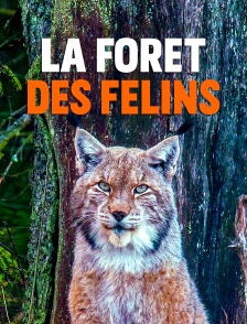 La forêt des félins