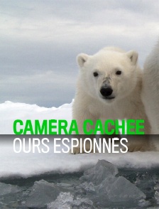 Caméra cachée, ours espionnés