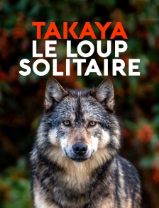Takaya, le loup solitaire