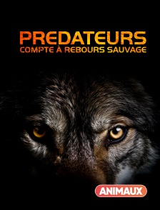 Animaux - Prédateurs : compte à rebours mortel