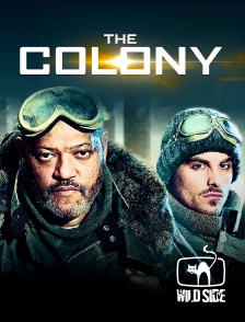 Molotov channels - The colony