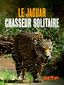 Le jaguar, chasseur solitaire