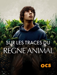 OCS - Sur les traces du règne animal en replay