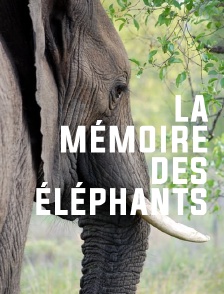 La mémoire des éléphants