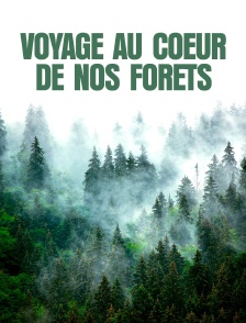 Voyage au coeur de nos forêts