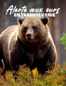 Alerte aux ours en Transylvanie