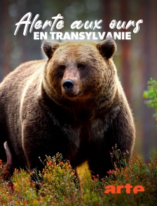 Arte - Alerte aux ours en Transylvanie