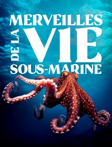 Merveilles de la vie sous-marine