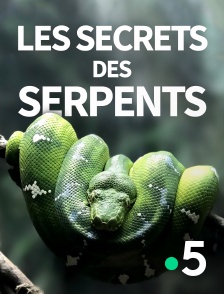 Les secrets des serpents