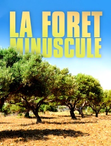 La forêt minuscule