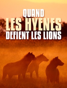Quand les hyènes défient les lions